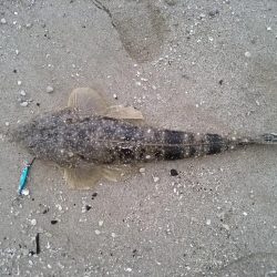 マゴチが釣れました。