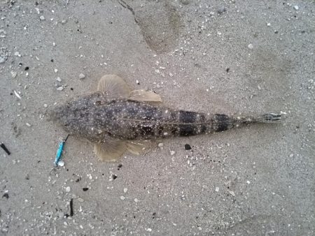 マゴチが釣れました。