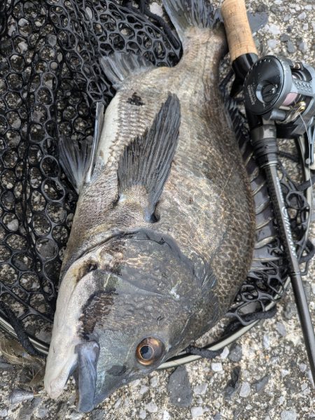 開幕直前？広島チニング