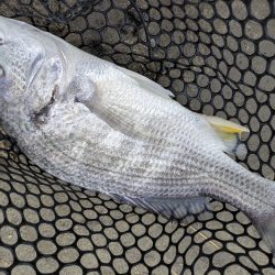 雨爆に期待チニング笑