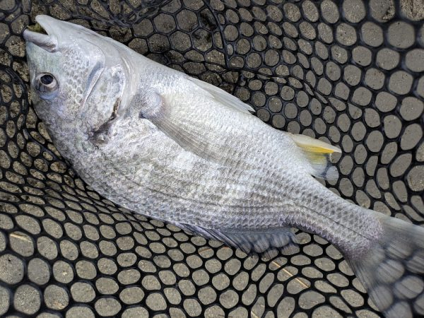 雨爆に期待チニング笑