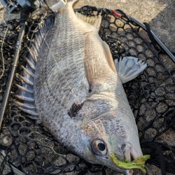 寝不足チニング