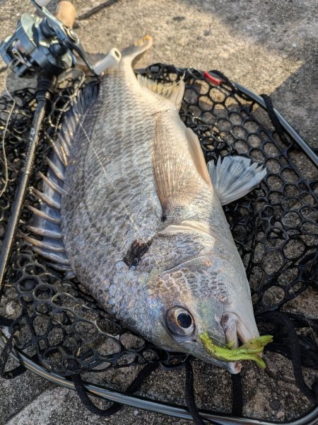 寝不足チニング