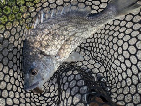 3月ラストチニング