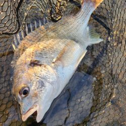 しごおわチニング