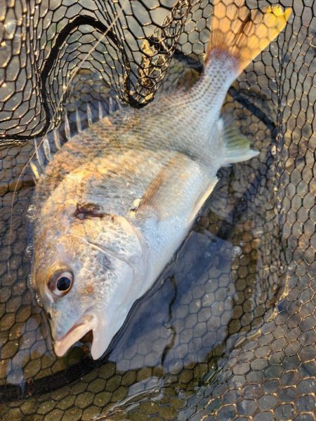 しごおわチニング