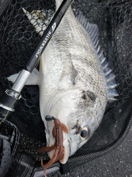 しごおわ短時間チニング