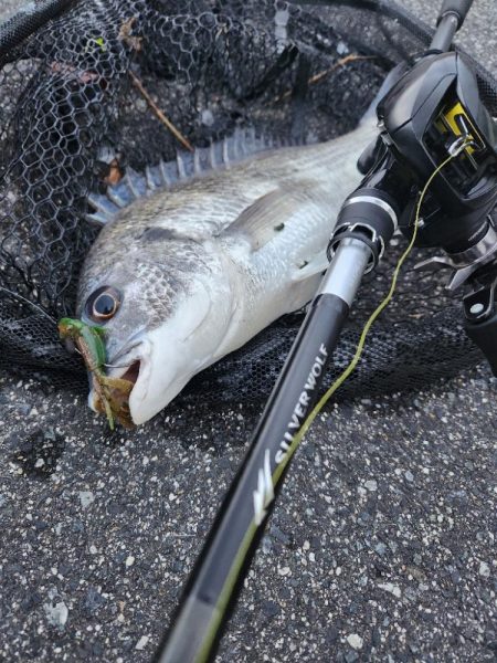 しごおわチニング