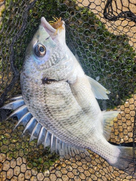 スキマチニング