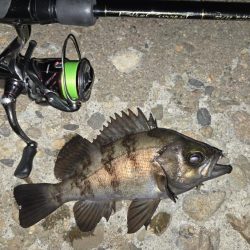 良型メバル連発！