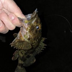 メバリングのはずが