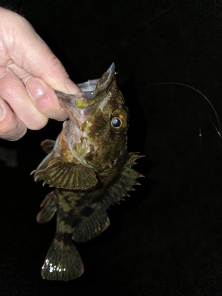 メバリングのはずが