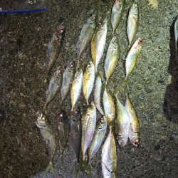 春パターンアジング