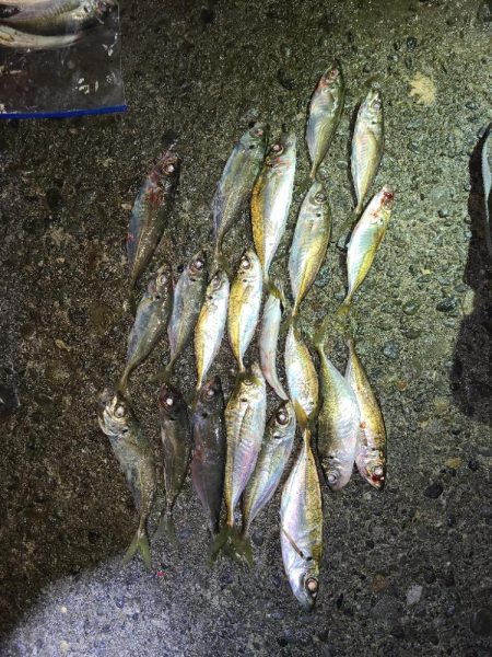 春パターンアジング