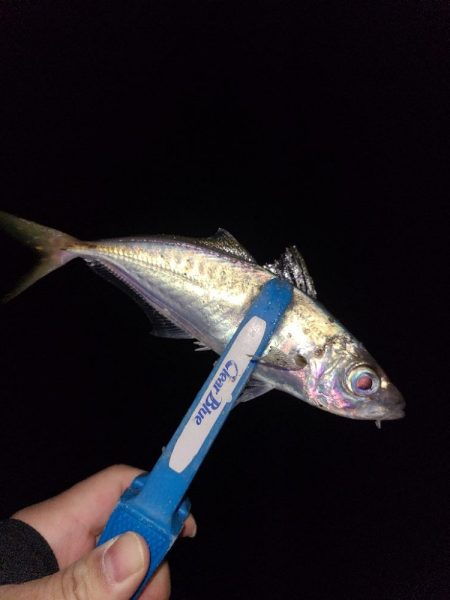 また冬に舞い戻り