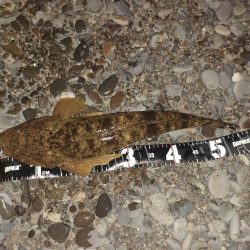 真冬らしかぬ想定外の大物