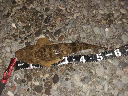 真冬らしかぬ想定外の大物