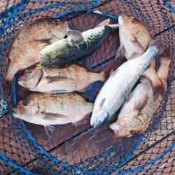 久しぶりの海上釣堀