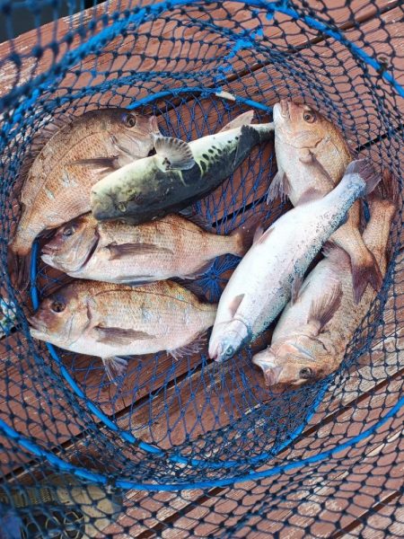 久しぶりの海上釣堀