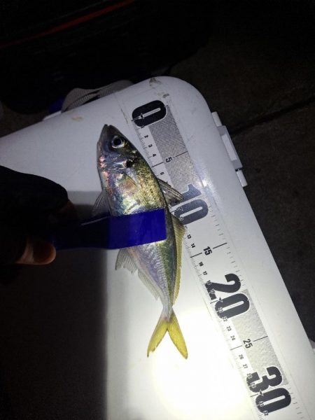 真夜中のアジ釣り