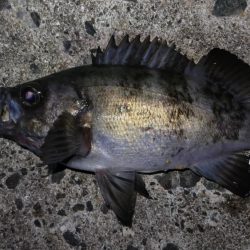 淡路島メバリング