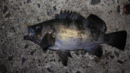 淡路島メバリング