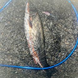 ウグイ…（お）