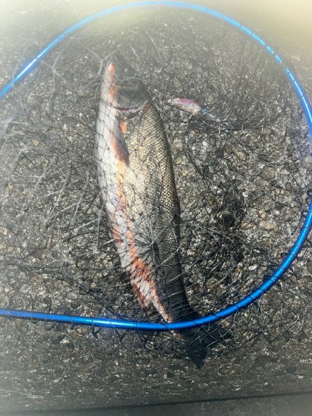 ウグイ…（お）