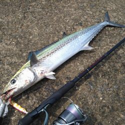 久しぶりの釣果