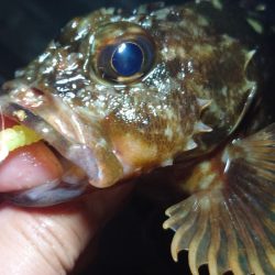 ボートメバリング