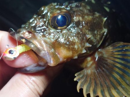 ボートメバリング