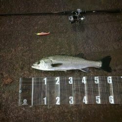 今年初シーバス