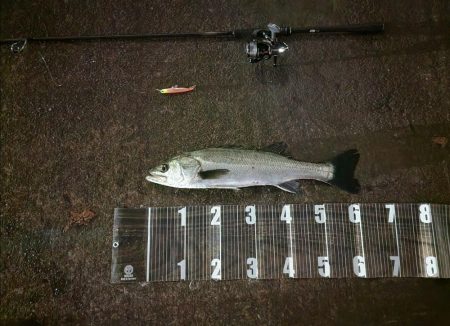 今年初シーバス