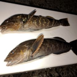 粘り勝ちでアイナメ