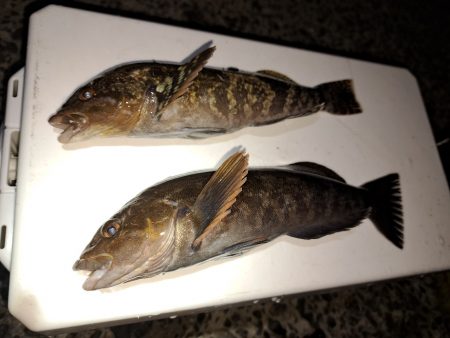 粘り勝ちでアイナメ