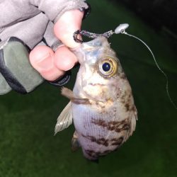 メバル、おったぁー