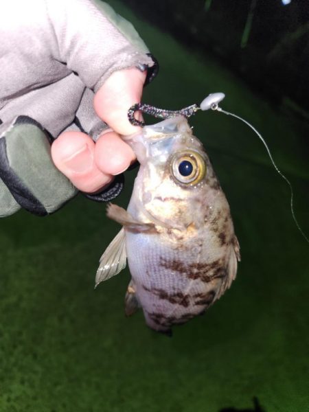 メバル、おったぁー