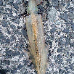 ヤリイカエギング