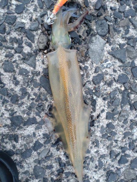 ヤリイカエギング