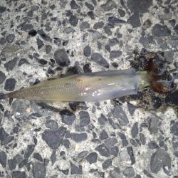 ヤリイカですね