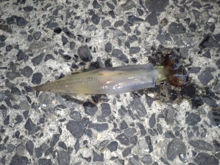 ヤリイカですね