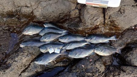 良型連発！西ノ島の寒グレ釣り