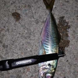 迷ったあげくに