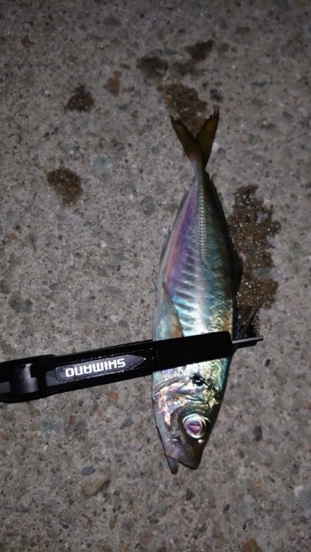 迷ったあげくに