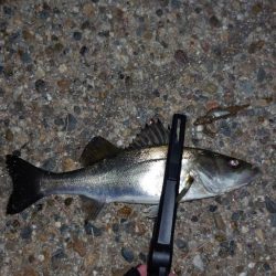 湾奥はまだまだですね。