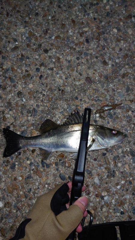 湾奥はまだまだですね。