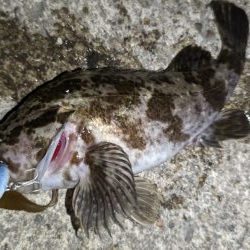 タケノコメバル