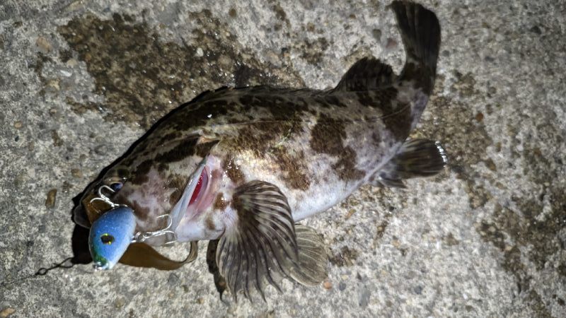 タケノコメバル