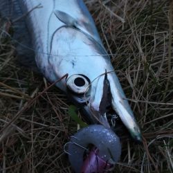 陸っぱりから今期初物