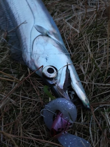 陸っぱりから今期初物